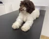 Mixed Breed