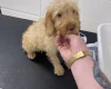 Mixed Breed