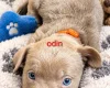Mixed Breed