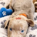 Mixed Breed