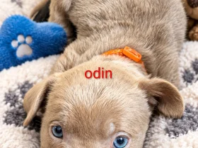 Mixed Breed