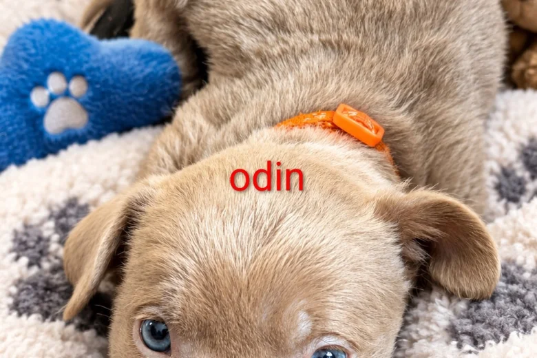 Mixed Breed