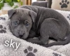 Mixed Breed