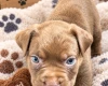 Mixed Breed