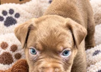 Puppy 3
