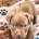Mixed Breed