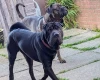 Mixed Breed