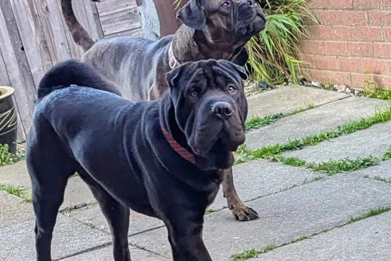 Mixed Breed
