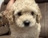 Mixed Breed