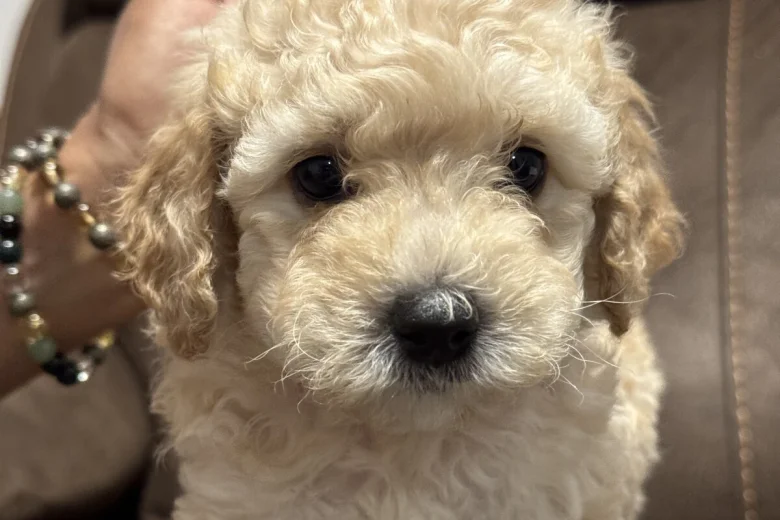 Mixed Breed