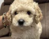 Mixed Breed
