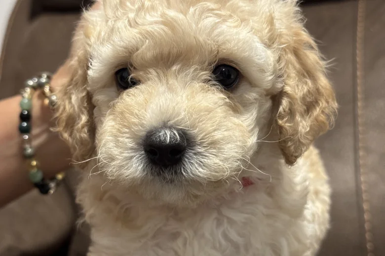 Mixed Breed