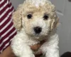 Mixed Breed