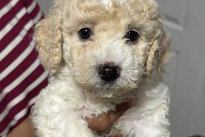 Mixed Breed