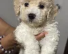 Mixed Breed