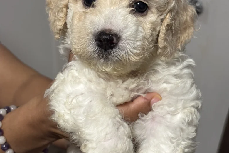 Mixed Breed