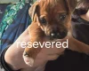 Mixed Breed