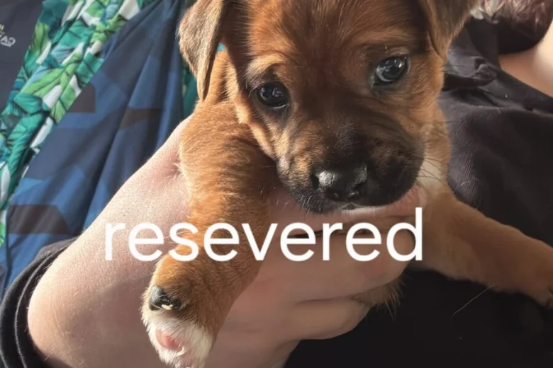 Mixed Breed