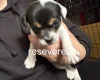 Mixed Breed
