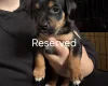 Mixed Breed