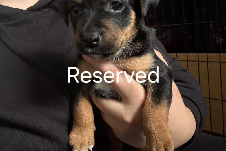 Mixed Breed