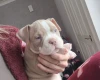 Mixed Breed