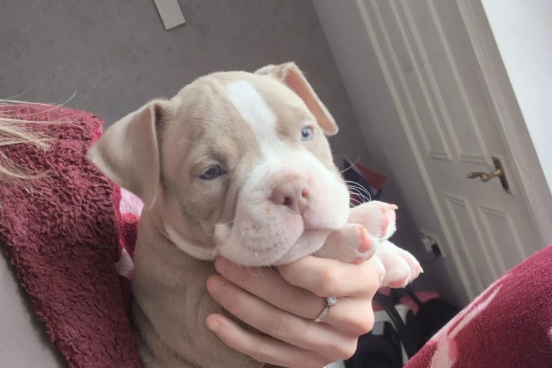 Mixed Breed