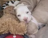 Mixed Breed