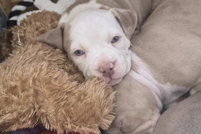 Mixed Breed