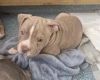 Mixed Breed