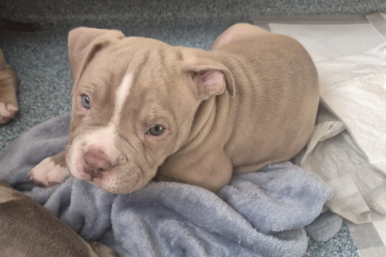 Mixed Breed