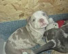 Mixed Breed