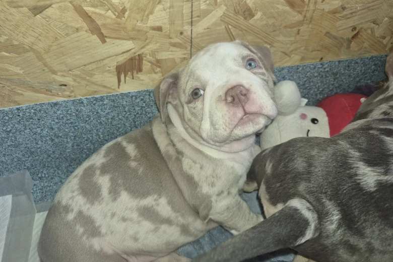 Mixed Breed
