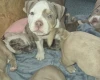 Mixed Breed