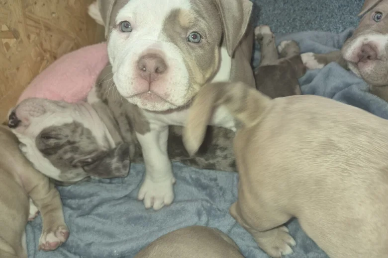 Mixed Breed