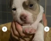 Mixed Breed