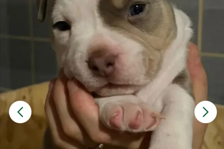Mixed Breed