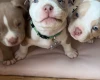 Mixed Breed