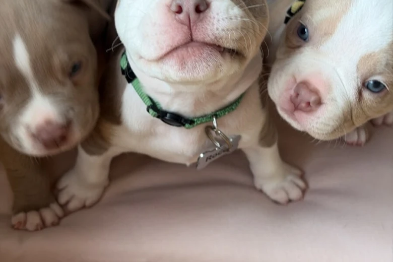 Mixed Breed