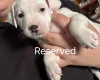 Mixed Breed