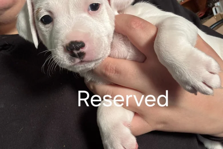 Mixed Breed