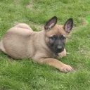 Mixed Breed