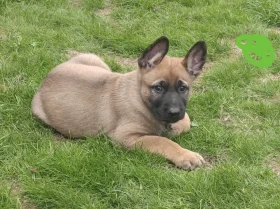 Mixed Breed