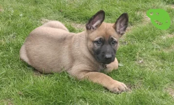 Mixed Breed