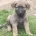 Mixed Breed