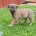 Mixed Breed
