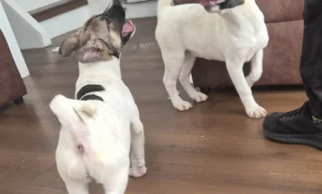 Mixed Breed