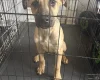 Mixed Breed