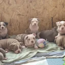 Mixed Breed
