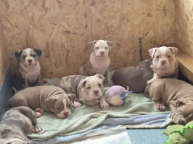 Mixed Breed
